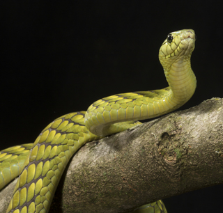 snake